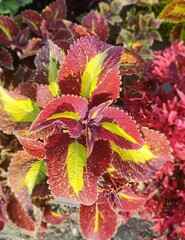 Limbo Тай колеус КСР