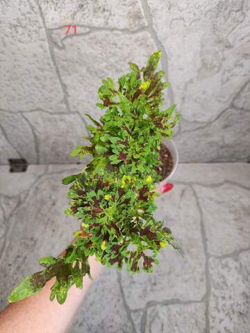 Lace Cascade Тай колеус