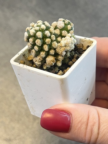 Маммиллярия Грацилис Аризона Сноу d3