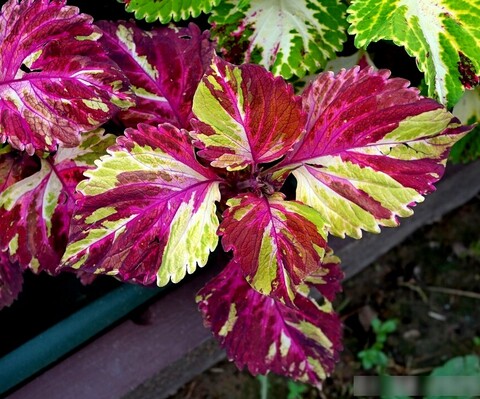 Волшебная мозаика UO колеус