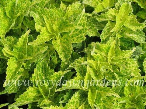 River Walk колеус КСР