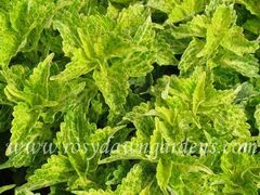 River Walk колеус КСР