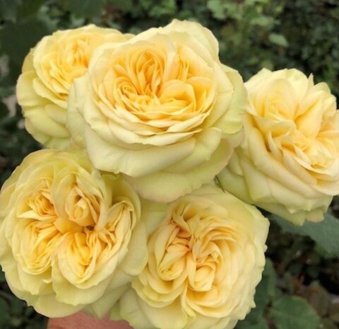 Роза спрей Йога Трендсеттер