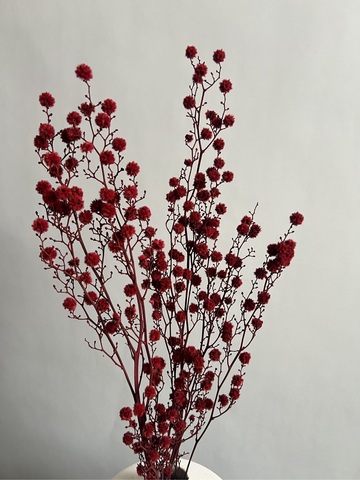 Стилингия красная