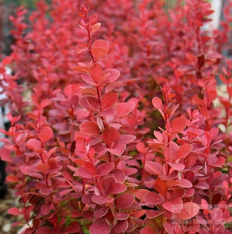 Барбарис Тунберга Венис