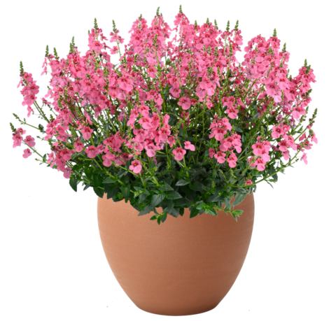 1828 Диасция TRINITY Pink (Весна 2026)