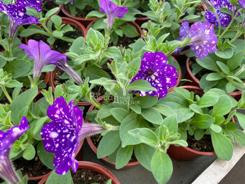 Петуния Найт Скай