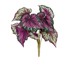 Бегония крупнолистная зелёно-бордовая