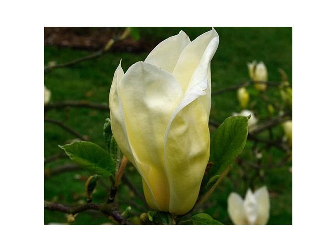 Магнолия гибридная magnolia yellow Lantern