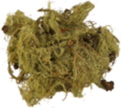 Уснея (трава)