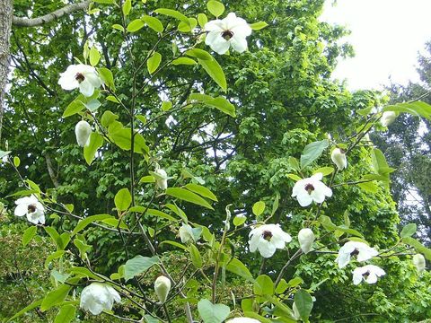 Магнолия Вильсона Magnolia Wilsinii