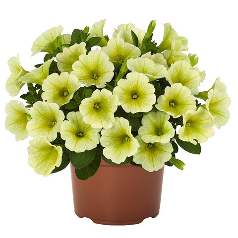 32155 Петуния POTUNIA YELLOW (ВЕСНА 2025)