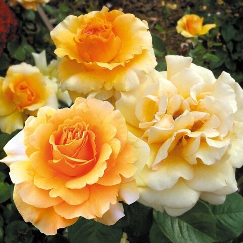 Гарден Глори(Garden Glory)