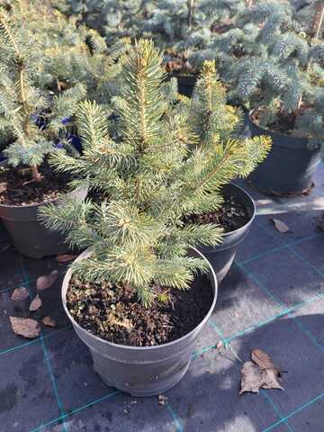 Ель колючая 