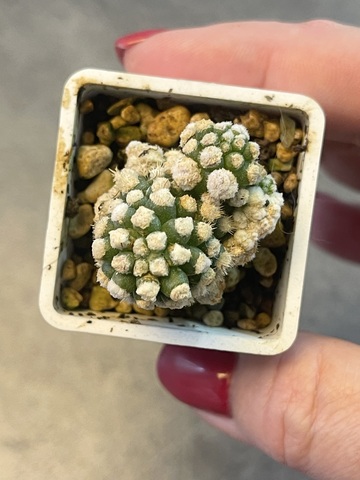 Маммиллярия Грацилис Аризона Сноу d3