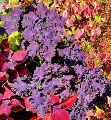 Maria Clara Тай колеус КСР