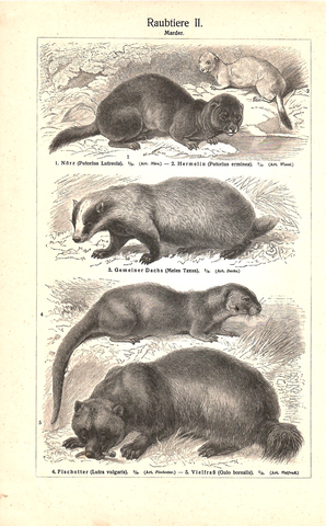 Двухсторонняя литография «Raubtiere.Marder» «Хищные»