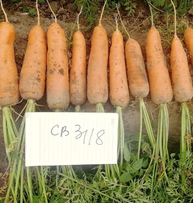 Купить морковь оптом. Seminis семена. Фото крупной моркови Курода Шантанэ.