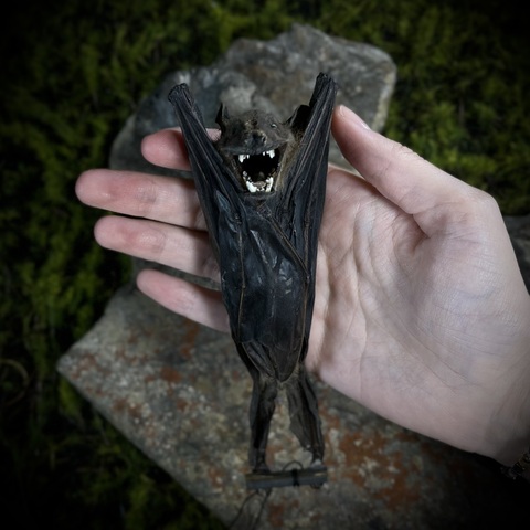 Летучая мышь в подарочной коробке