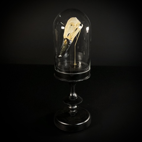 Череп птицы в клоше