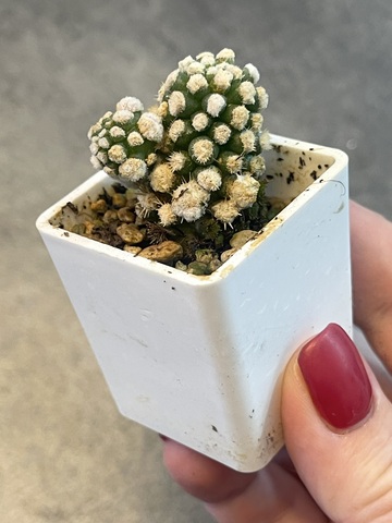 Маммиллярия Грацилис Аризона Сноу d3