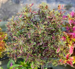 Pink Fountain Тай колеус КСР