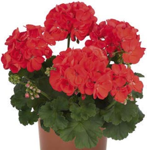 2832 Пеларгония зональная SURVIVOR IDOLS ORANGE (Весна 2026)