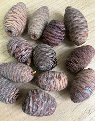 Шишки гималайского кедра 5-8 см