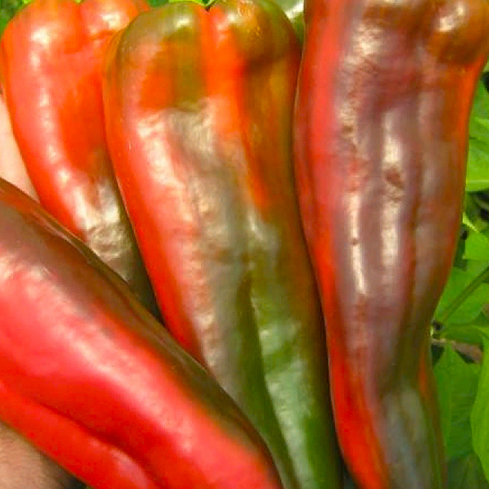 Перец сладкий буратино f1. Красный бык нк f1 перец. Семена перец анетта f1. Атилиус перец ф1 описание ривер сидс. Сорт перца портеко f1.