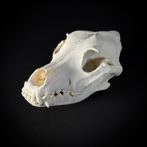 Череп собаки