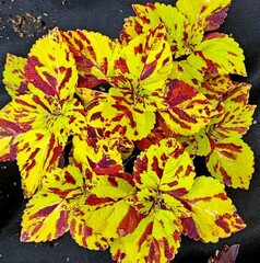 Presidio колеус КСР