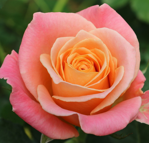 Роза чайно-гибридная Мисс Пигги