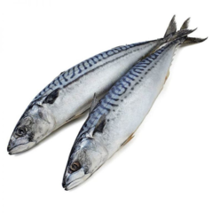 Скумбрия тушка не разд.