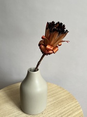 Протея бордовая