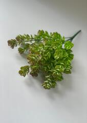 Сукулент на веточке