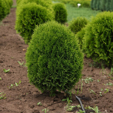 Туя западная 