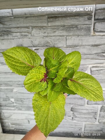 Солнечный страж ОП колеус