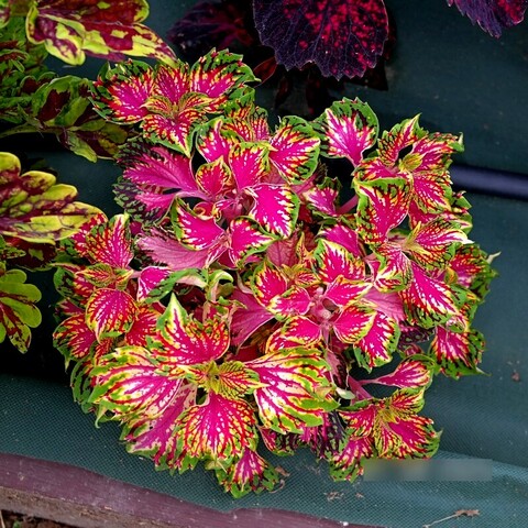 Шафран UO колеус