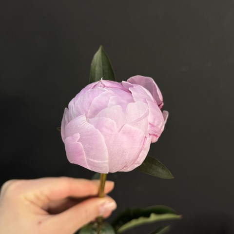 Пион розовый / 1 шт