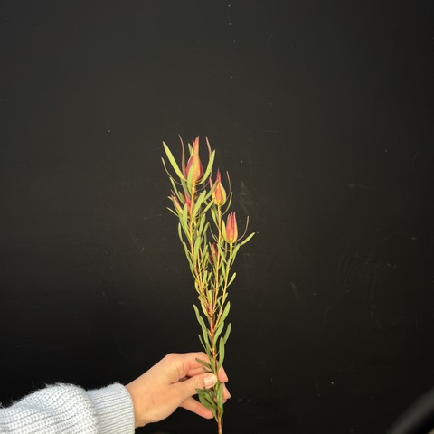 Леукодендрон кустовой / 1 шт