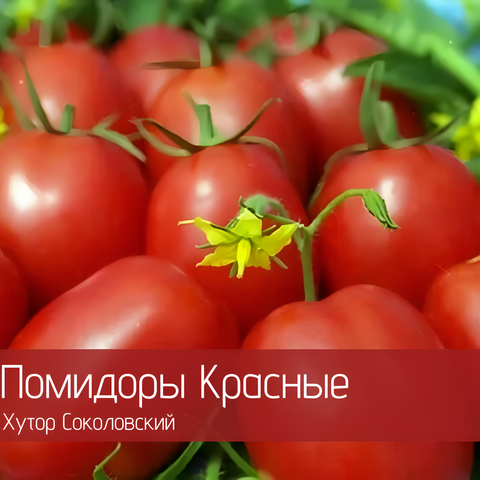Помидоры красные органические