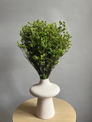 Лимониум стабилизированный зеленый