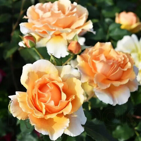 Джаст Джоуи (Just Joey)