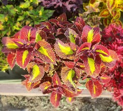 Limbo Тай колеус КСР