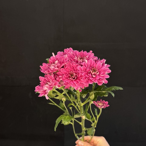 Хризантема кустовая Фиолетовая / 1 шт