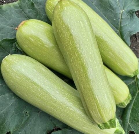 Кабачок Александрия