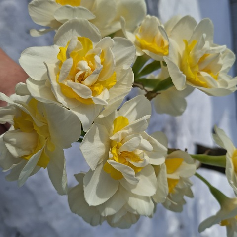 Нарцисс Вайт Лион (Wait Lion)