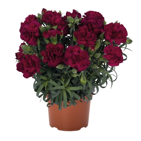 1647 Гвоздика Menorca Violet (Весна 2026)