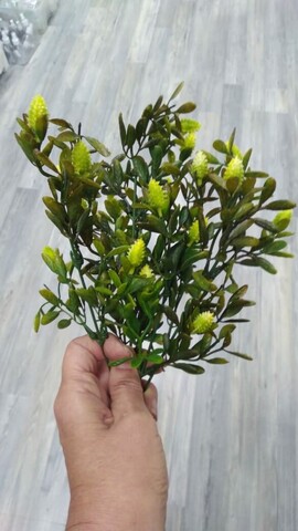 Самшит с шишками