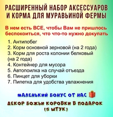 Муравьиная ферма с муравьями